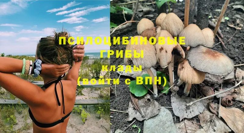 Псилоцибиновые грибы MAGIC MUSHROOMS  магазин  наркотиков  это клад  Луга 